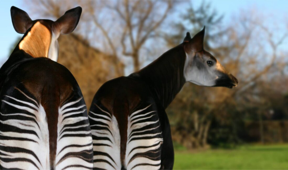 zwei Okapis